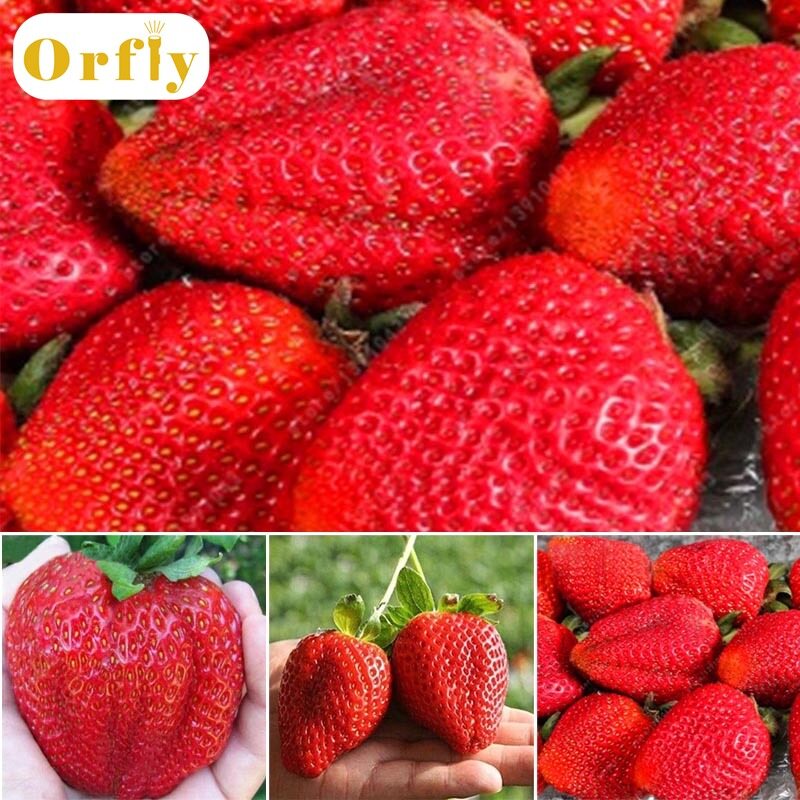 Orfly 200 Cái/túi Hạt Giống Dâu Tây Khổng Lồ Non-GMO Bonsai Home Garden Pot Cây Hạt Giống Trái Cây Hữu Cơ