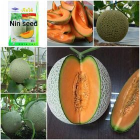 Hạt giống Dưa lưới F1