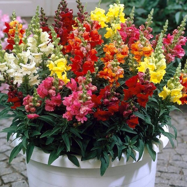 Hạt giống hoa mõm sói