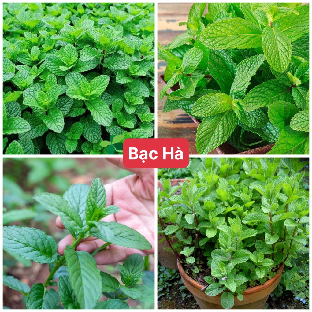 Hạt giống rau bạc hà f1 dễ trồng