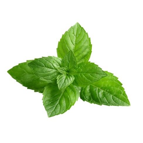 Hạt giống bạc hà âu pepemint 100h