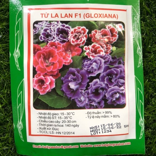 Hạt giống hoa tử la lan f1