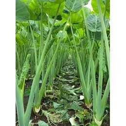 Cây dọc mùng giống (1 bầu)