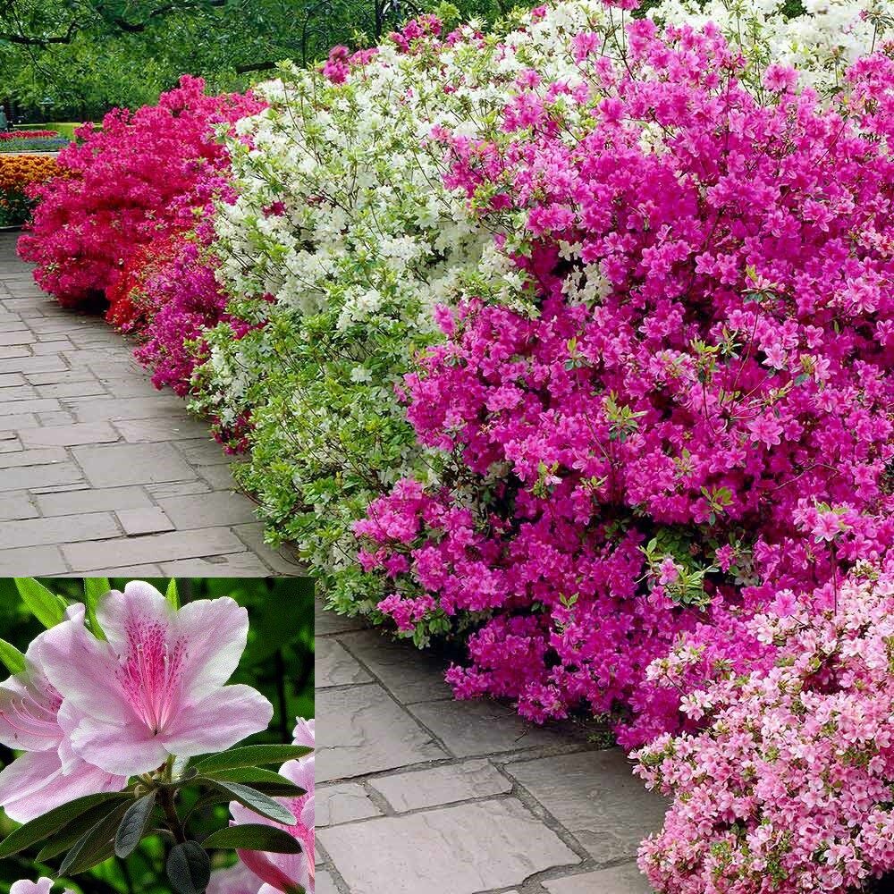 HẠT GIỐNG HOA ĐỖ QUYÊN 5 HẠT Hạt Chuẩn Nảy Mầm Tốt Tặng Kèm Kích Mầm hoa Đỗ quyên Nhiều màu