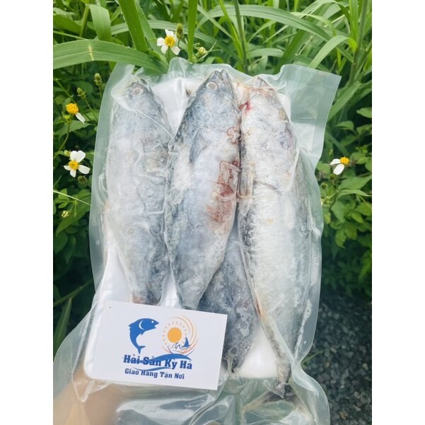 Giá sỉ 1kg cá ngừ chù nguyên con