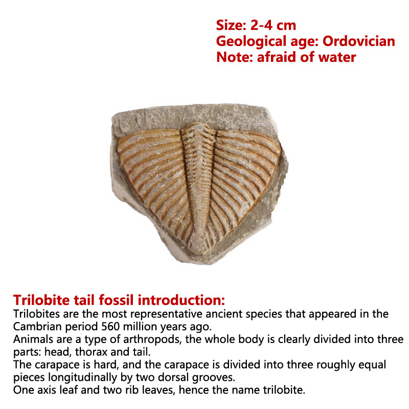 🔥Sản Xuất Mới🔥Mẫu Hóa Thạch Brachiopod Conchostraca Hóa Thạch Đuôi Ba Thùy Tự Nhiên