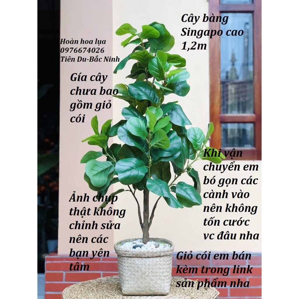 Cây bàng sing cao 1,2m, cây giả decor phù hợp trang trí nhà cửa
