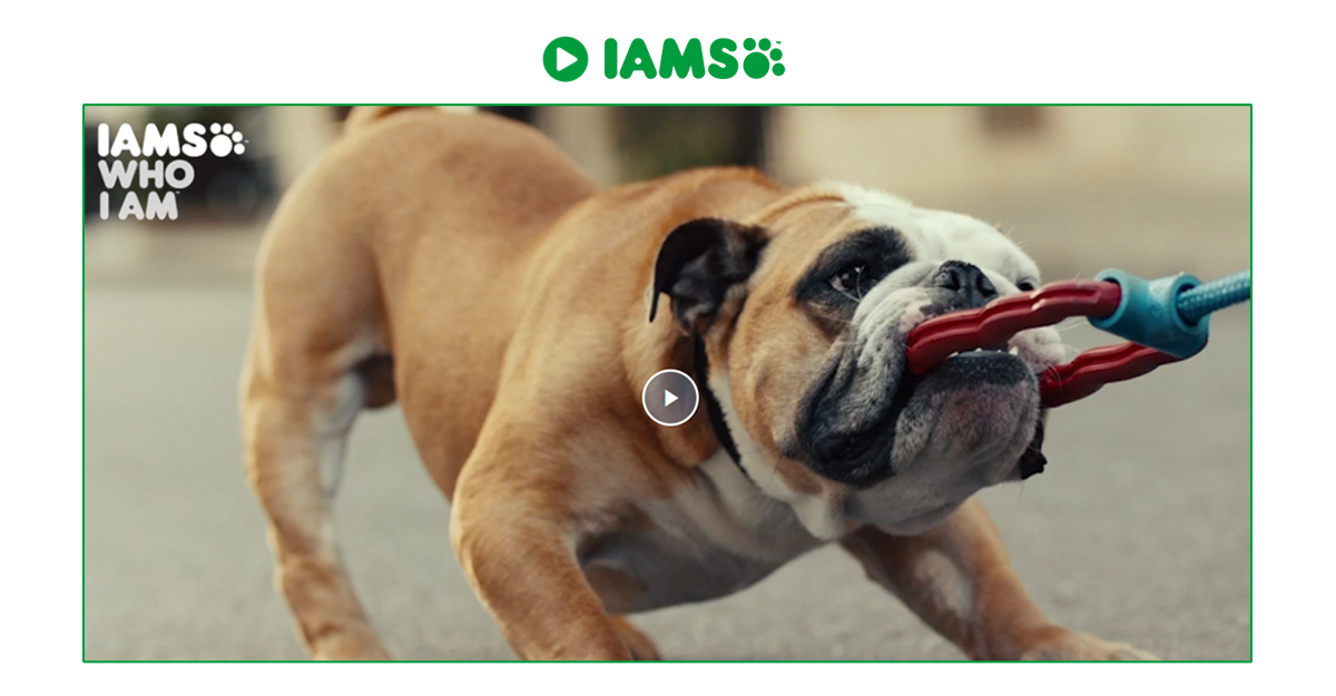 How To Pack Dog Food For Boarding