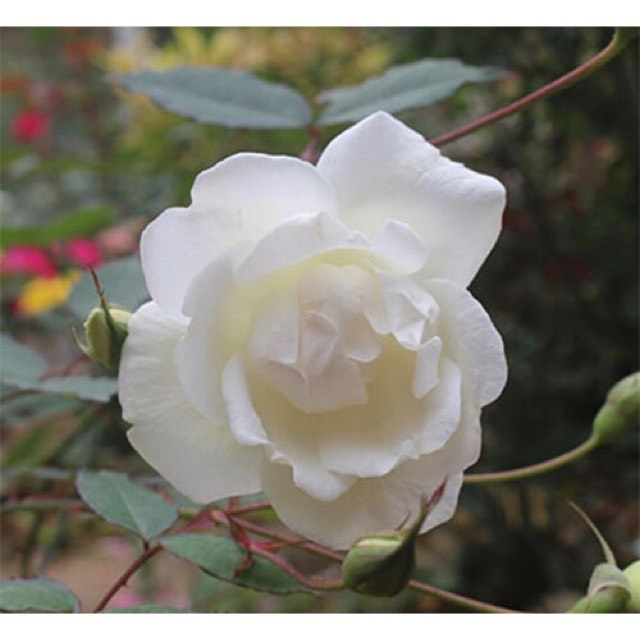 Cây hoa hồng cổ bạch ho trưởng thành đang hoa cao 70cm .