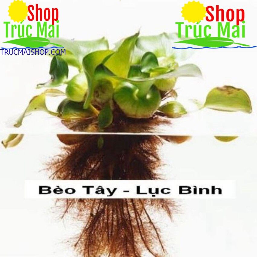 100gr Rễ lục bình khô chiết cây.