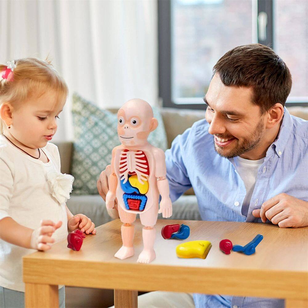 HOT SALE 4254 Cho trẻ em Câu đố 3D Cơ quan nội tạng Đồ chơi lắp ráp nội