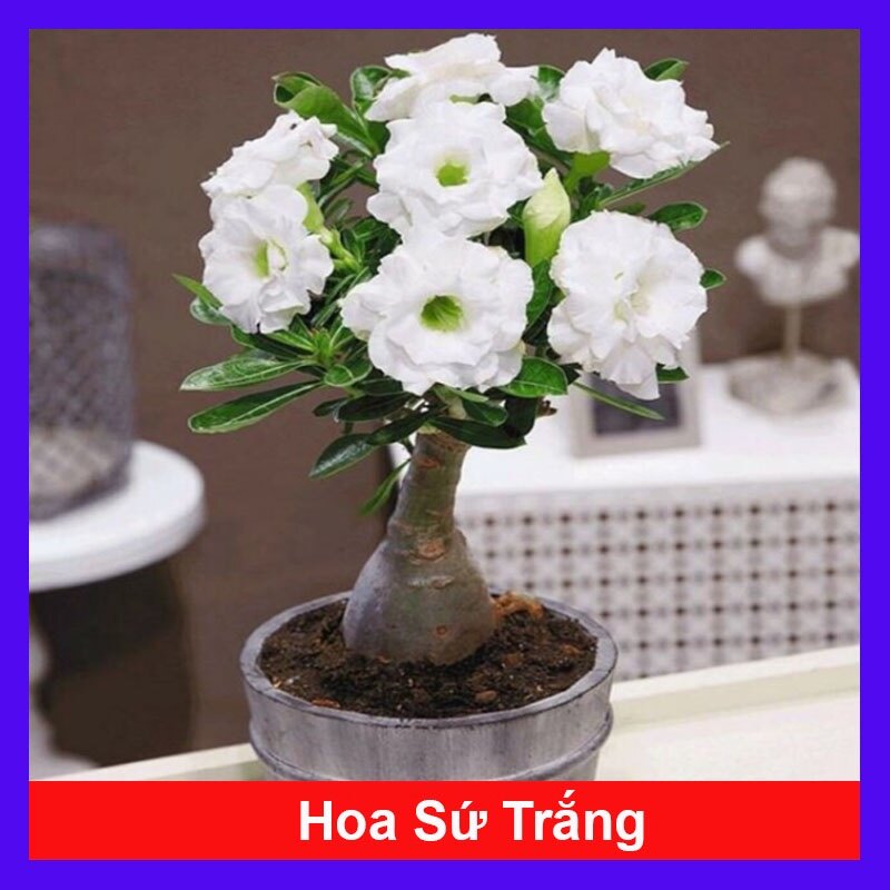 Cây Sứ Thái Kép Hoa Trắng - cây cảnh trong nhà