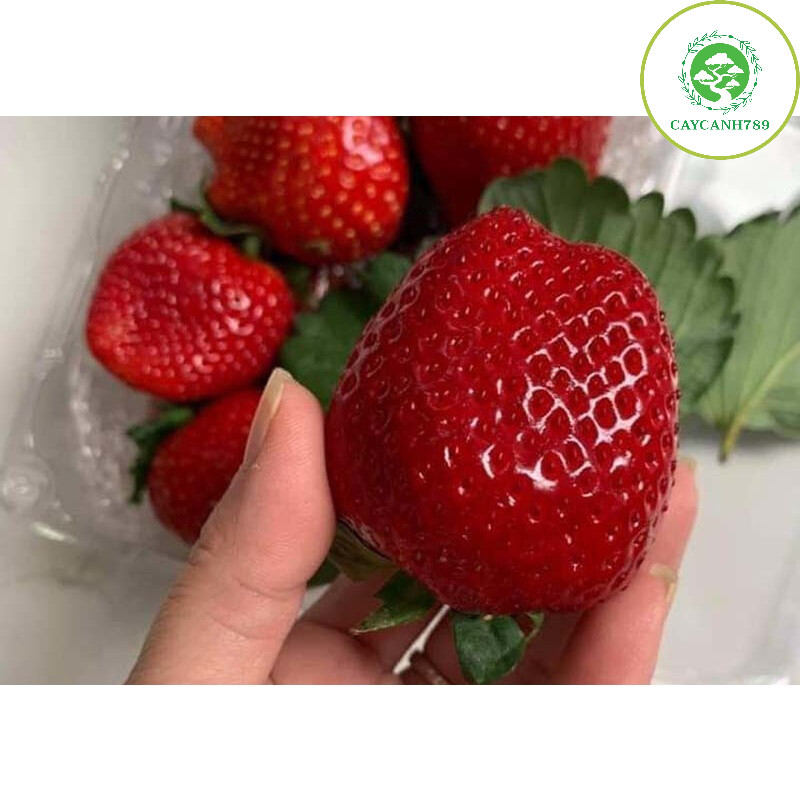  Cây dâu tây chịu nhiệt hana nhật giống quả siêu ngọt 