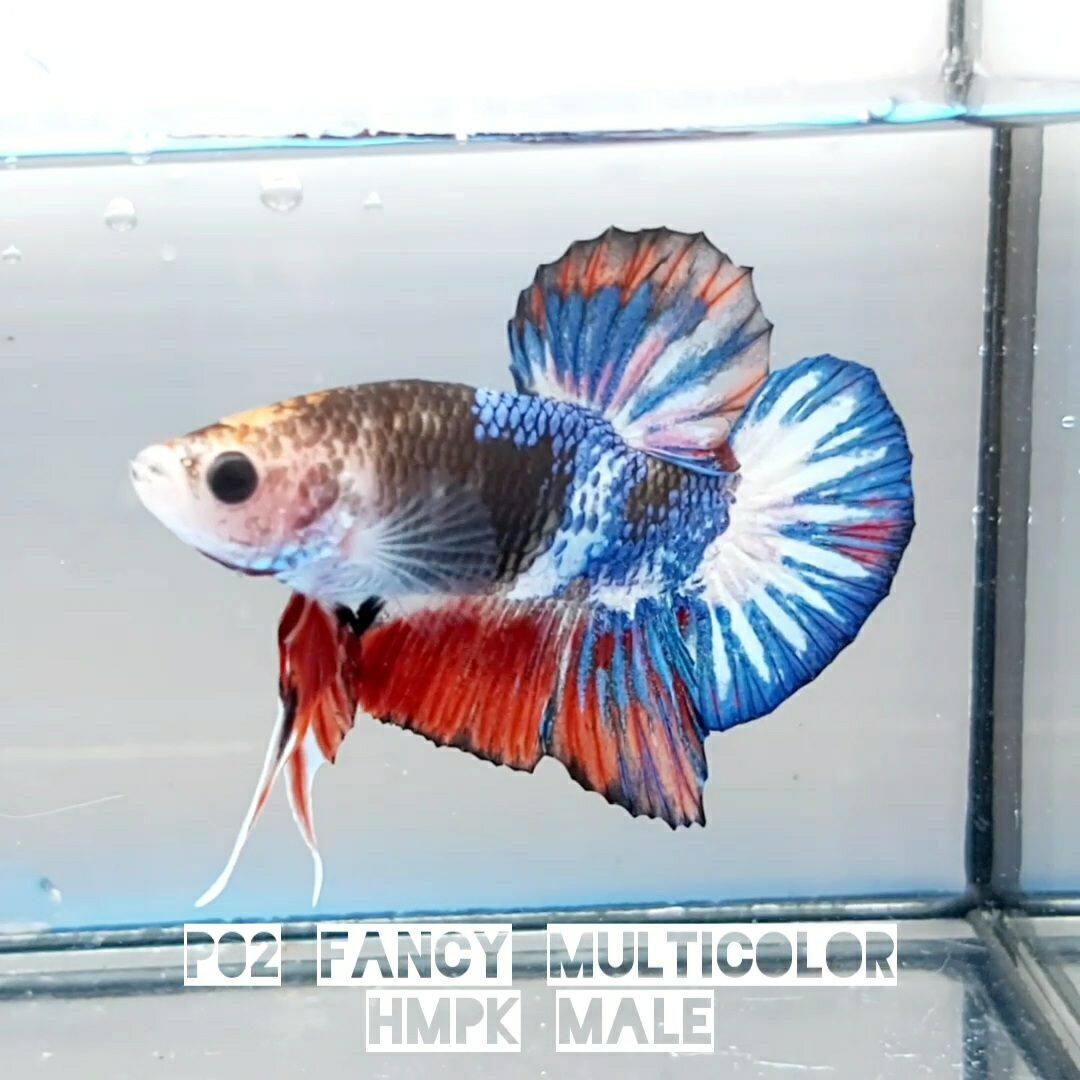 lazada betta fish