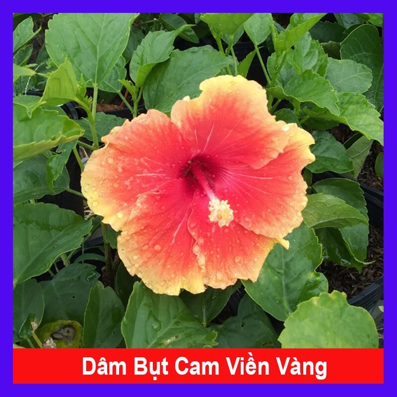 Cây hoa dâm bụt cam viền vàng - cây cảnh đẹp