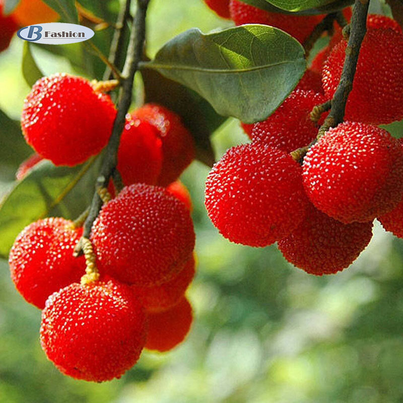 B-F 20 Cái/bộ Hiếm Bayberry Hạt Giống Arbutus Myrica Morella Waxberry Nhà Vườn Trái Cây Hạt Giống