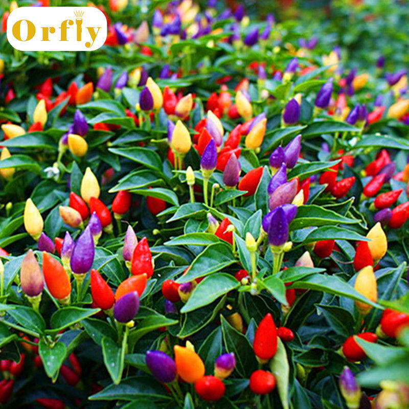 Orfly 200 Hạt Tiêu Trang Trí Sân Vườn Hạt Tiêu Ớt Hữu Cơ Cây Hoa