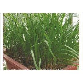 Hạt giống hẹ ta gói 10g