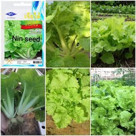 Hạt giống cải dúng ngọt thái lan