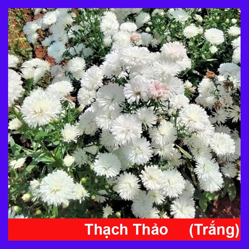 Cây Hoa Thạch Thảo - cây cảnh để bàn