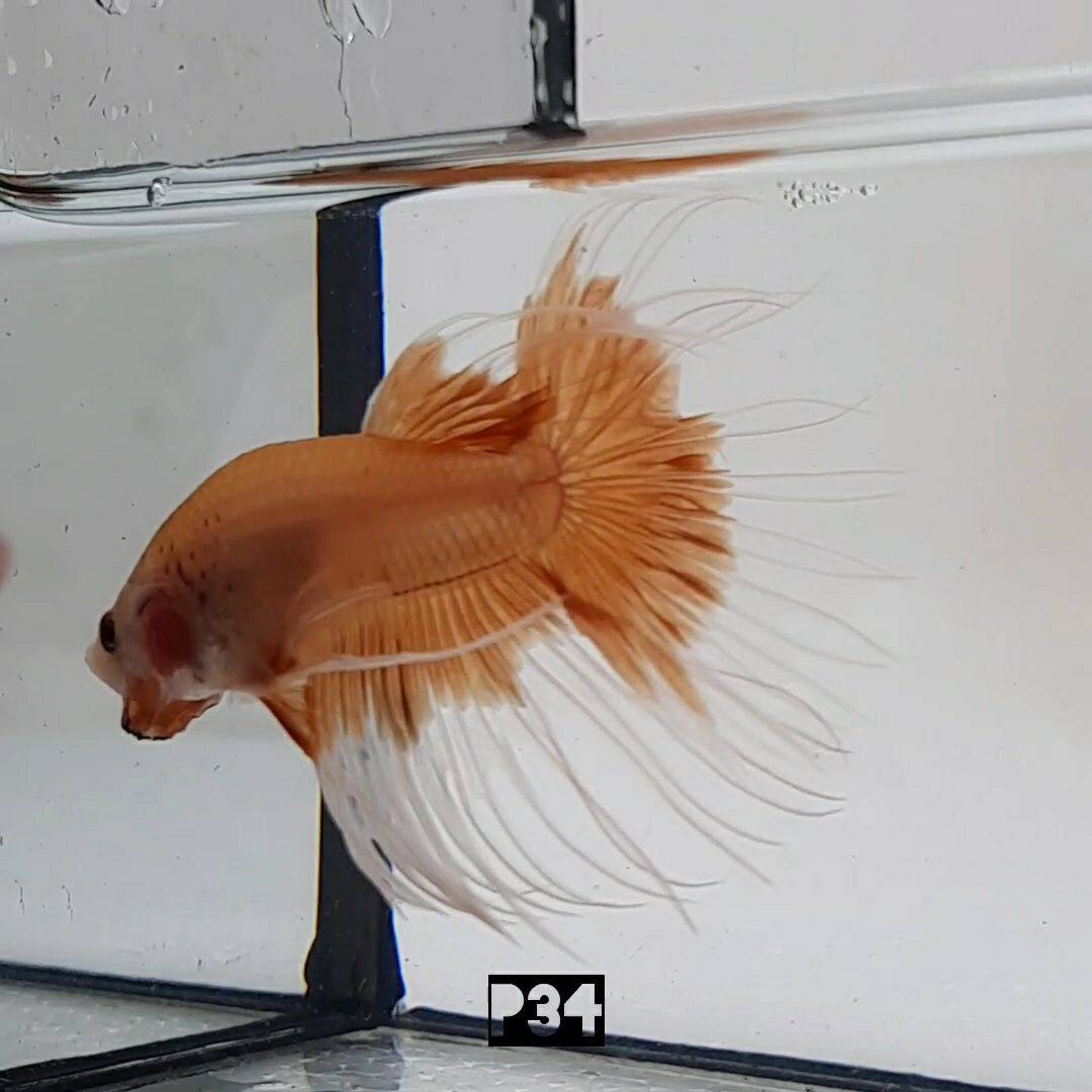lazada betta fish