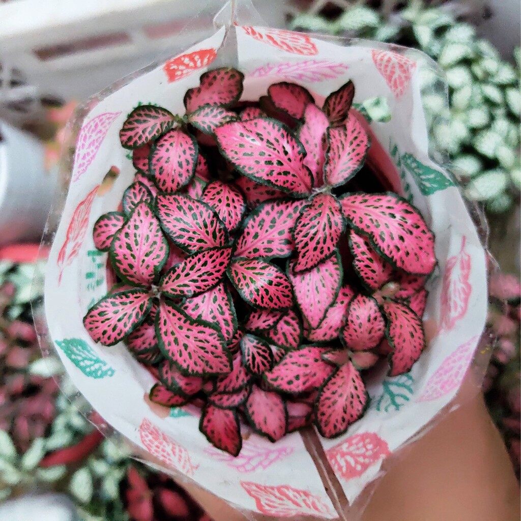 Combo 3 chậu cây lá may mắn fittonia 3 màu, cây phong thủy, cây để bàn đẹp