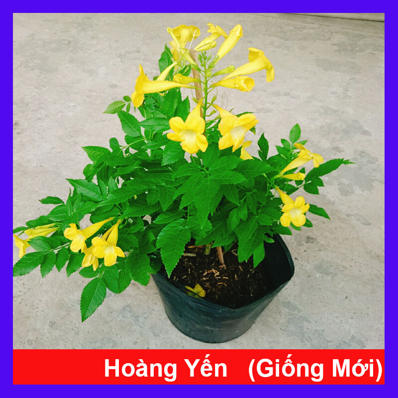 Cây Hoàng Yến - cây cảnh sân vườn