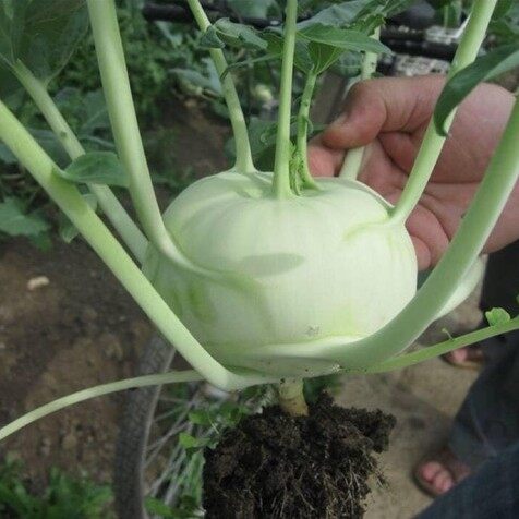 Hạt giống su hào mơ xanh NK Thái lan