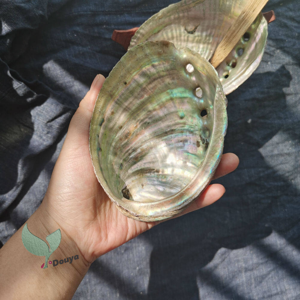 Bát Bào Ngư, Seashell Hương Burner Cho Trắng Sage, Palo Santo