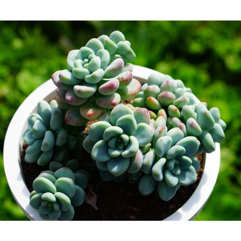 Sen đá thiên thanh chậu lớn 15cm -hư 1 đổi 1