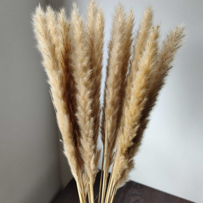 15 bông hoa khô trang trí cỏ pampas, hoa khô bình hoa khô 45cm, hoa giả trang trí boho phòng ngủ