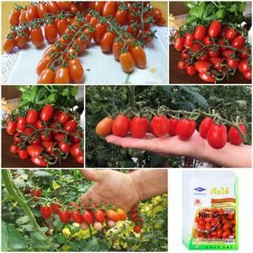 Hạt giống cà chua cherry anh đào f1 - đỏ