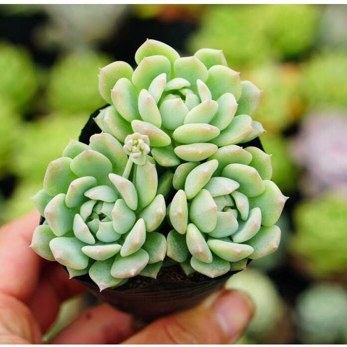 Sen Đá Dù Hồng Đà Lạt bầu nhỏ 6cm, Sen đá  Đà Lạt thuần khí hậu, dễ trồng, lỗi 1 đổi 1