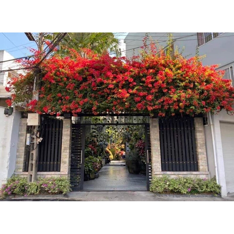 Cây hoa giấy đỏ thái lá nhỏ trưởng thành đang hoa cao 80cm .