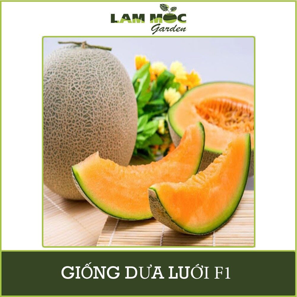 Hạt giống dưa lưới f1 vt-65 gói 0,5g