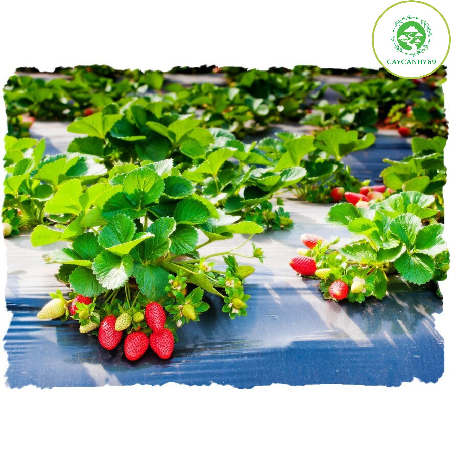  Cây dâu tây nhật lùn giống ra trái 30 ngày  Ảnh thật số 2  