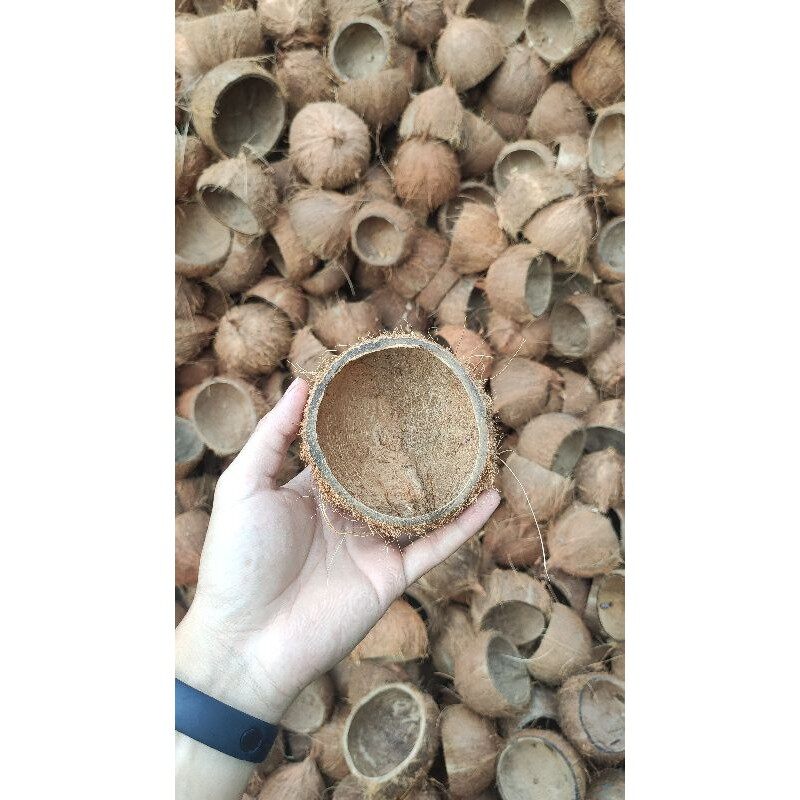 Gáo dừa nhỏ