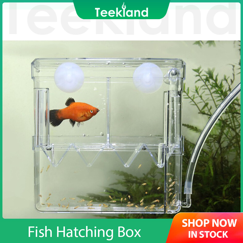 Teekland bể cá bể nuôi cách ly hộp ấp trứng cá non hộp bảo vệ cá betta 18x15x8.5cm