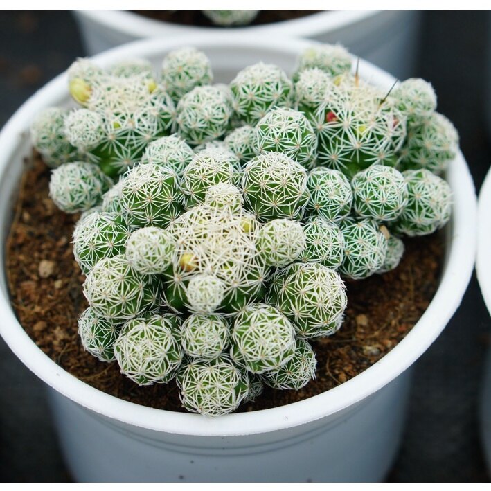 SEN ĐÁ TRỨNG CHIM chậu trung 8cm-HƯ 1 ĐỔI 1