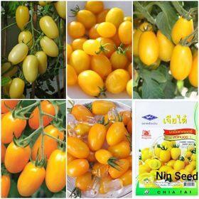 50 h - hạt giống cà chua cherry anh đào f1 - vàng