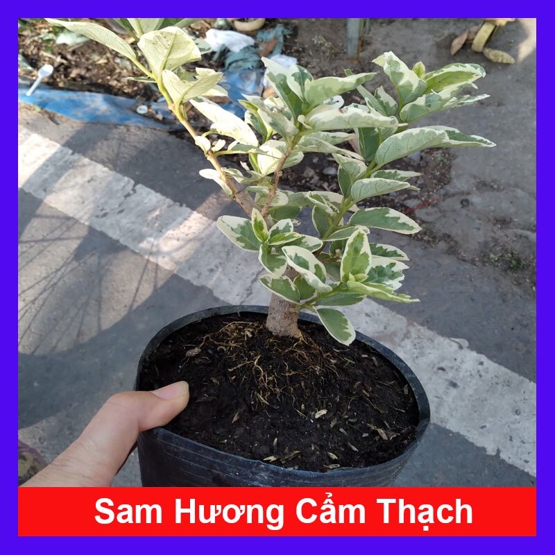 Cây Sam Hương Cẩm Thạch - cây cảnh bonsai để bàn