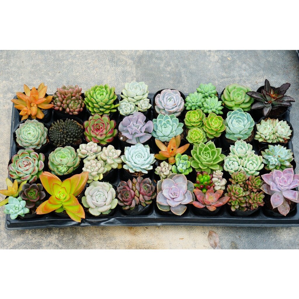 Set 30 loại sen đá bầu khác nhau 5-7cm. tặng thêm 3 cây