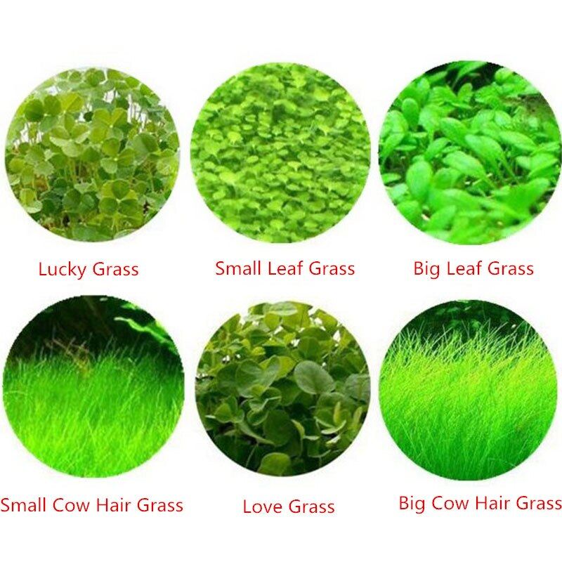 herbsmith milk thistle for dogs & cats