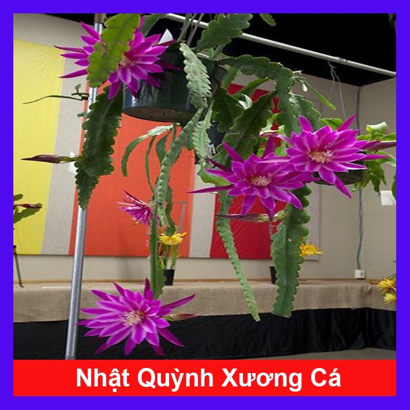 Hoa nhật quỳnh xương cá - hoa thơm nở quanh năm