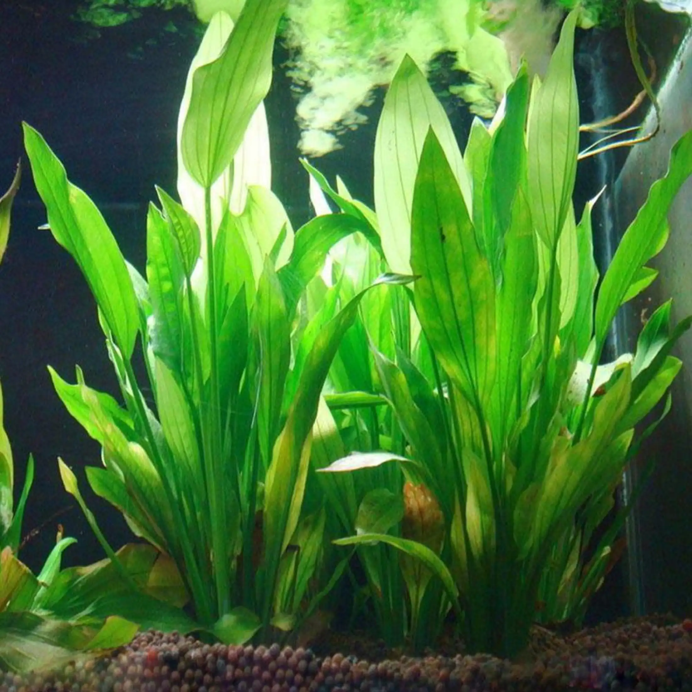 400+ Model Dekorasi Aquarium Gratis Terbaru