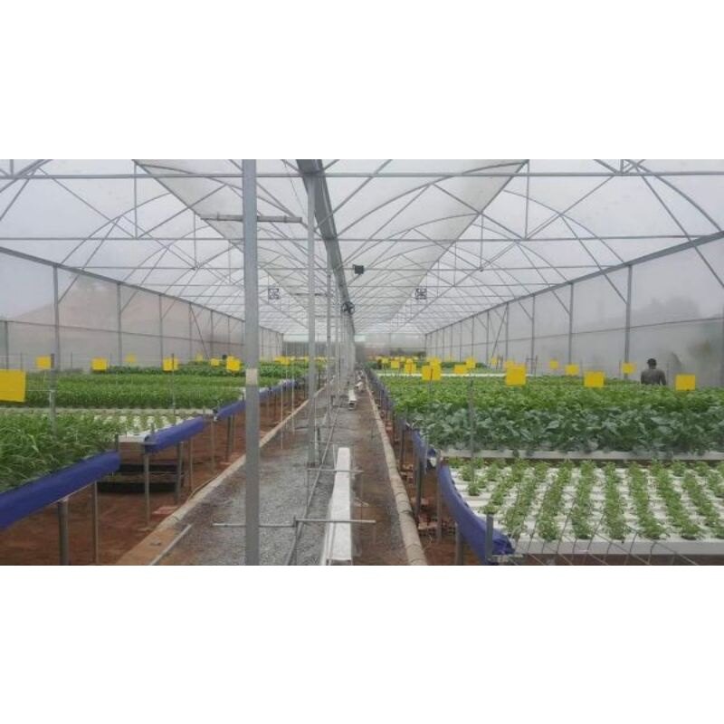 Miếng dán bẫy côn trùng màu vàng và xanh