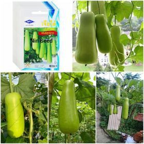 Hạt giống bầu bốn mùa thái lan