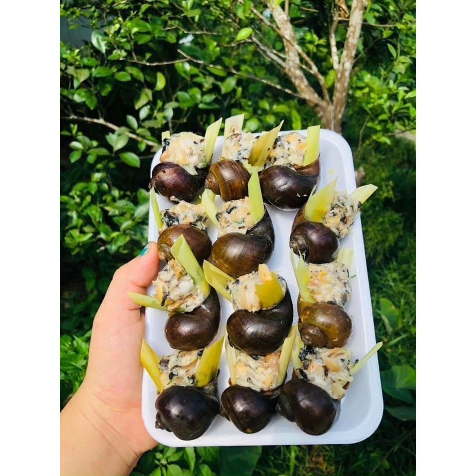 Ốc nhồi thịt khay từ 10-12 con