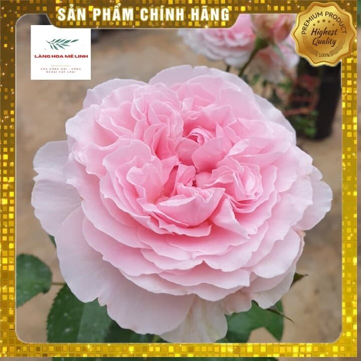 Hoa hồng Ngoại Miranda