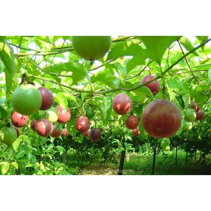 Hạt giống cây chanh leo, chanh dây 50 hạt/ gói